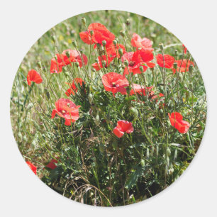 Besiedelung von Mohn Runder Aufkleber