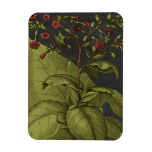 Besler Dramatique I Magnet