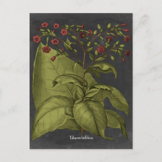 Besler Dramatique I Postkarte (Vorderseite)