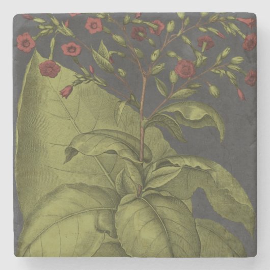 Besler Dramatique I Steinuntersetzer (Vorderseite)