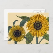Besler: Sonnenblume Postkarte (Vorne/Hinten)