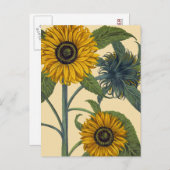 Besler: Sonnenblume Postkarte (Vorne/Hinten)