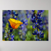 Besondere Poster (Vorne)