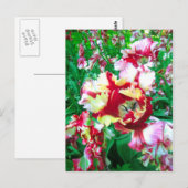 Besondere Tulpen - Postkarte (Vorne/Hinten)