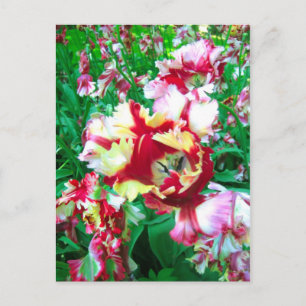 Besondere Tulpen - Postkarte
