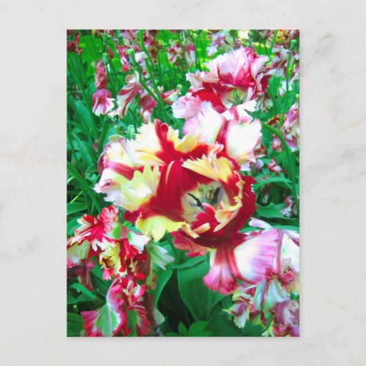 Besondere Tulpen - Postkarte (Vorderseite)