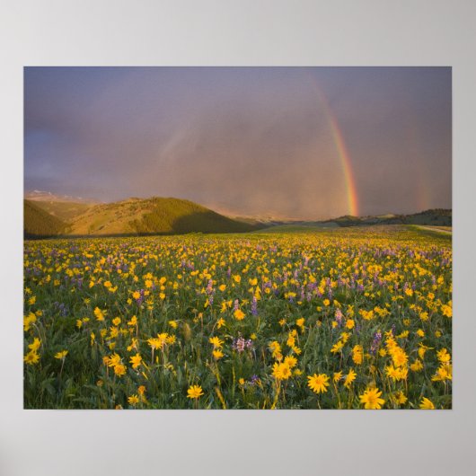 Besondere Wildblume Wiese bei Sonnenaufgang 2 Poster (Vorne)
