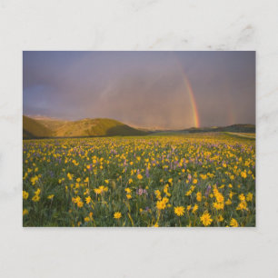 Besondere Wildblume Wiese bei Sonnenaufgang 2 Postkarte