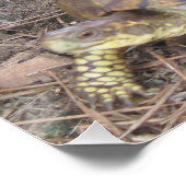 Besorgnis erregender Beagle Hund & Schildkröte Poster (Ecke)