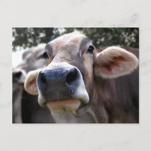 Bessy sagt Hi Grußkarte Postkarte (Vorderseite)