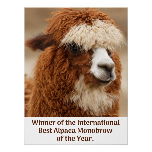 Best Alpaca Monobrow Poster (Vorderseite)