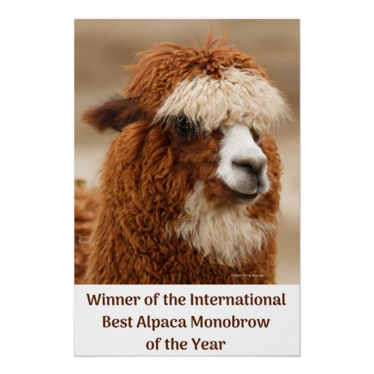 Best Alpaca Monobrow Poster (Vorderseite)