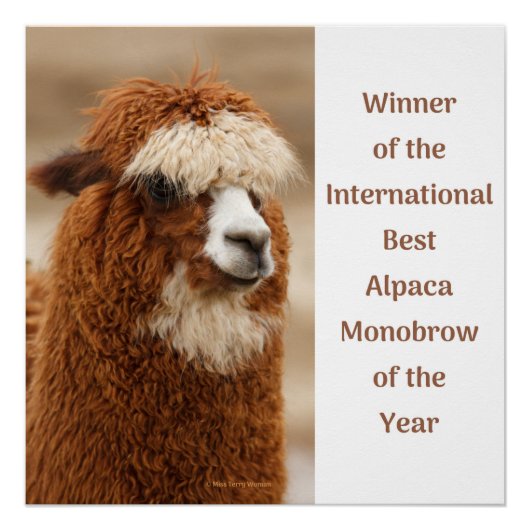 Best Alpaca Monobrow Poster (Vorderseite)