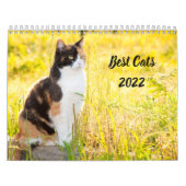 Best Cats Kalender (Titelbild)
