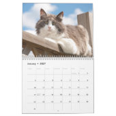 Best Cats Kalender (Jan 2027)