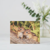 Best Friends Baby Chipmunks Postkarte (Stehend Vorderseite)
