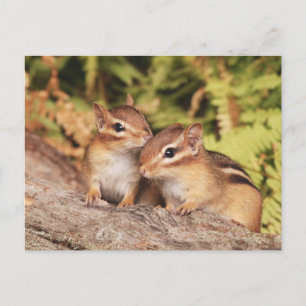 Best Friends Baby Chipmunks Postkarte