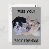 Best Friends Border Collie & German Shepherd Postkarte (Vorne/Hinten)