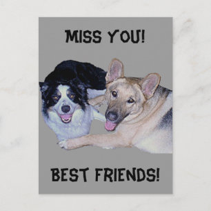 Best Friends Border Collie & German Shepherd Postkarte