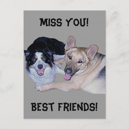 Best Friends Border Collie & German Shepherd Postkarte (Vorderseite)