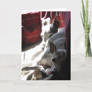 "Best Friends" italienisches Windhund-Foto Karte