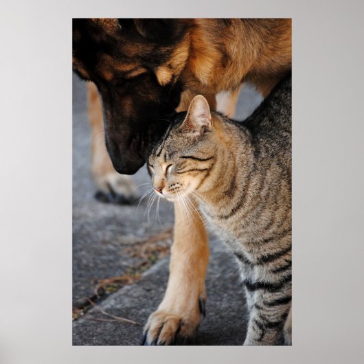 Best Friends - Katzen und deutsche Hirtendrucke Poster (Vorne)
