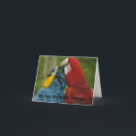 Best Friends Note Card Karte<br><div class="desc">Zwei Makaws verbringen den Nachmittag damit,  einander zu pflegen. Die Karte kann mit eigenem Text angepasst werden. Wählen Sie Ihren Schriftart und Farbe. Benutzen Sie die Karte als Geburtstagseinladung oder Dankeschön-Karte. Viele Möglichkeiten.</div>