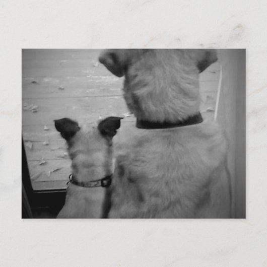 Best Friends Postcard Postkarte (Vorderseite)