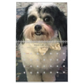 Best of K-Cee Niedlich Zuchon Dog 2021-2022 Kalender (Feb 2026)