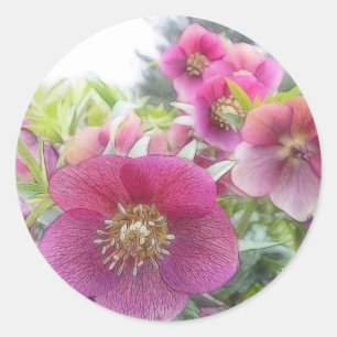 Beständige Pflanzen - lila Hellebore Runder Aufkleber