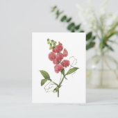 beständige süße Erbse durch Redouté Postkarte (Stehend Vorderseite)