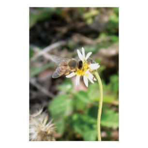 Bestäubende Honigbiene auf wilder Gänseblümchen-Bl Poster