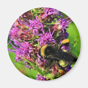 Bestäuber auf dem Blazing Star - Hummel Magnet