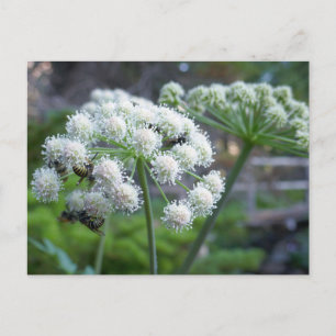 Bestäuber auf weißen Engelwurz-Blüten Postkarte