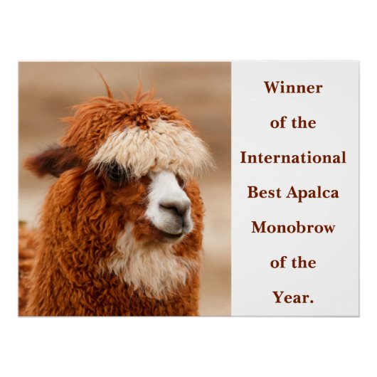Beste Alpaka-Monobrow Poster (Vorderseite)