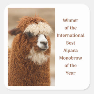 Beste Alpaka-Monobrow Quadratischer Aufkleber