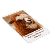 Beste Alpakaaugenbraue Magnet (Rechte Seite)