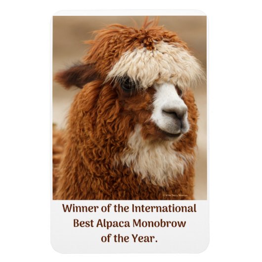 Beste Alpakaaugenbraue Magnet (Vertikal)
