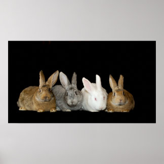 Beste Buddies Poster