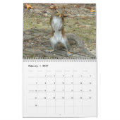 Beste Eichhörnchen-Foto Kalender (Feb 2027)