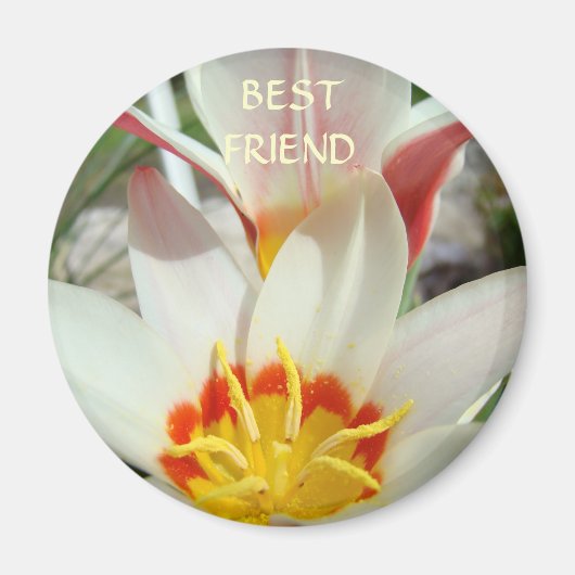 BESTE FREUND-MAGNET Tulpe-Blumen-Magnet-Geschenke Magnet (Vorne)