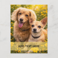 Beste Freunde Dachshund und Chiweenie FÜGEN SIE IH