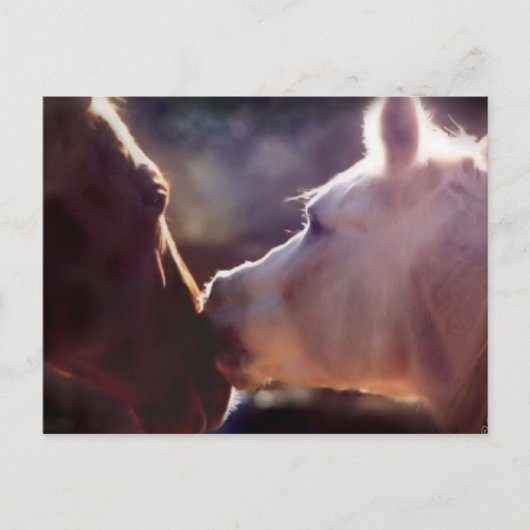 Beste Freunde Equine Post Card Postkarte (Vorderseite)