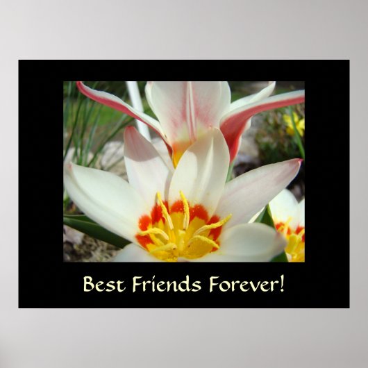 BESTE FREUNDE FÜR IMMER! Tulip Blume Kunstdrucke Poster (Vorne)