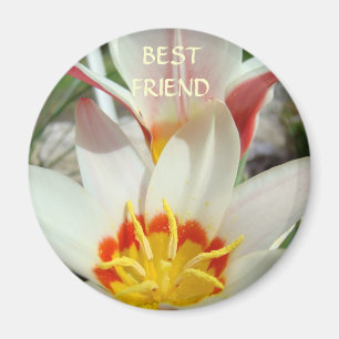 BESTE FREUNDE MAGNET Tulpen Blumen Magnete Geschen