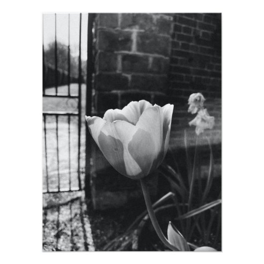 Beste Poster Schwarz-Weiß-Blumenfotografie (Vorne)