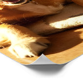 Beste Tierfreunde: Orange Hunde und Katze Poster (Ecke)