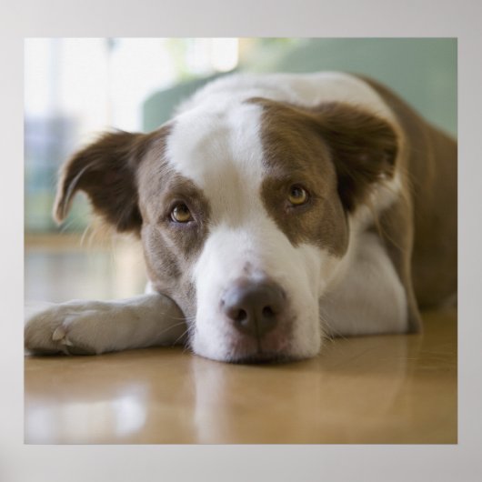 Bester Freund Poster (Vorne)