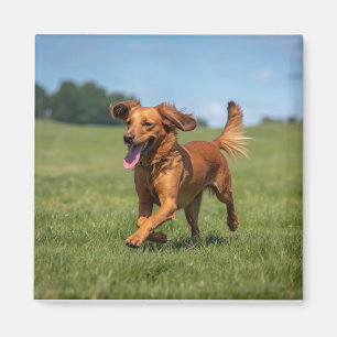 Bester Hunde-Vater Aller Zeiten Modernes Benutzerd Magnet