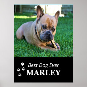 Bestes Dog-Ever-Poster Poster